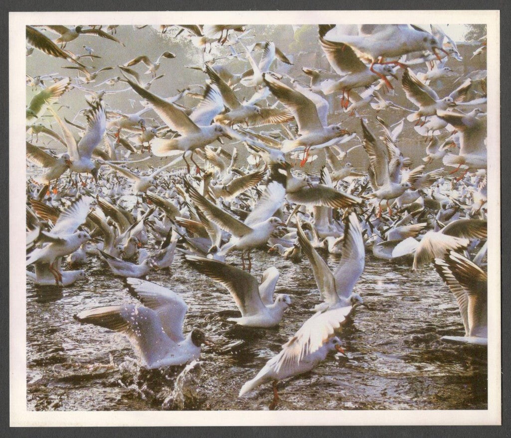 AOP India large Wildlife Art Photography postcards (8)