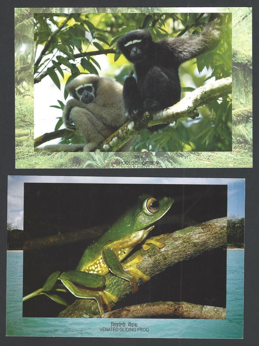 India 2012 Biodiversity set of 4 pictorial cards with MS used First Day (4)