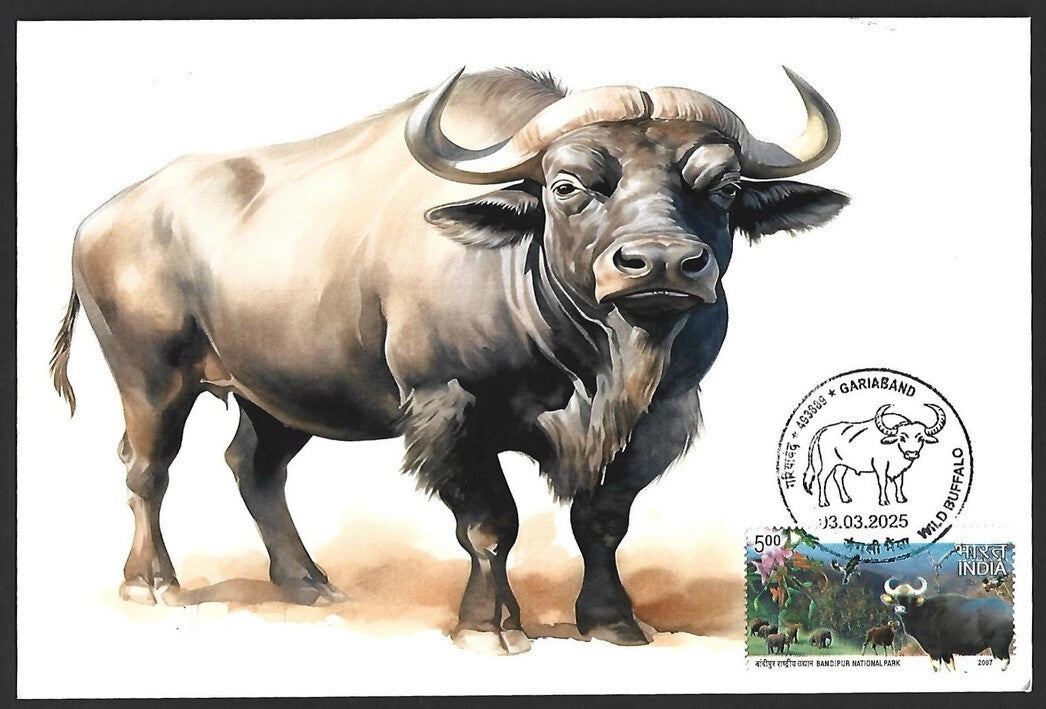 India 2025 WILD BUFFALO, GARIABAND Special covers (5)