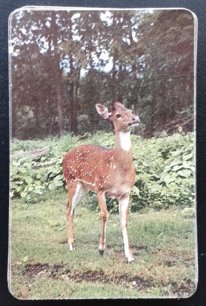 AOP India WWF Worldwide Wildlife Fund pack of playing cards