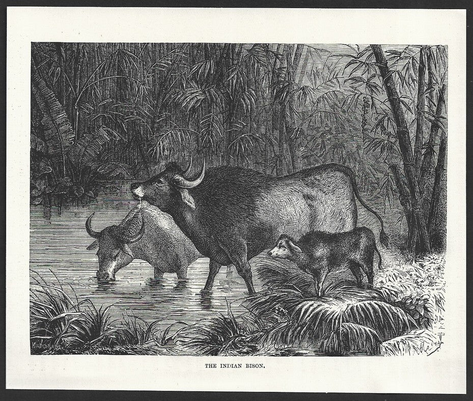 India THE INDIAN BISON engraved print ex libris Rousslet 1876 7"x6"