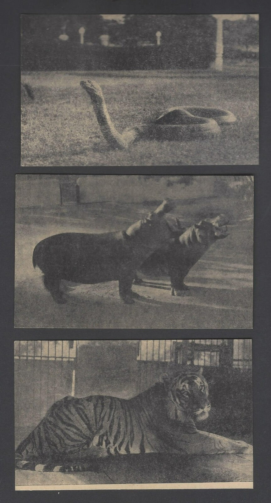 AOP India vintage postcards MYSORE ZOO (6)