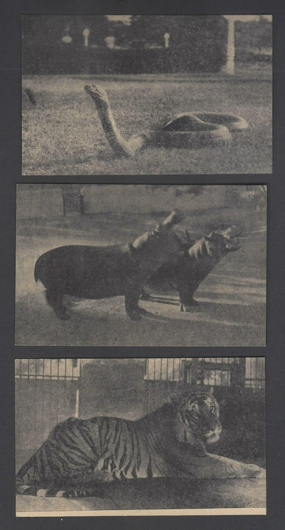AOP India vintage postcards MYSORE ZOO (6)
