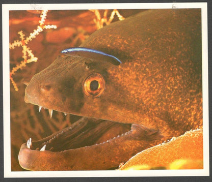 AOP India large Wildlife Art Photography postcards (8)