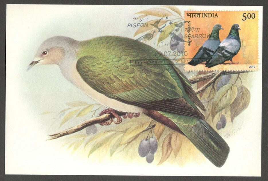 AOP India 2010 Pigeon maxi card