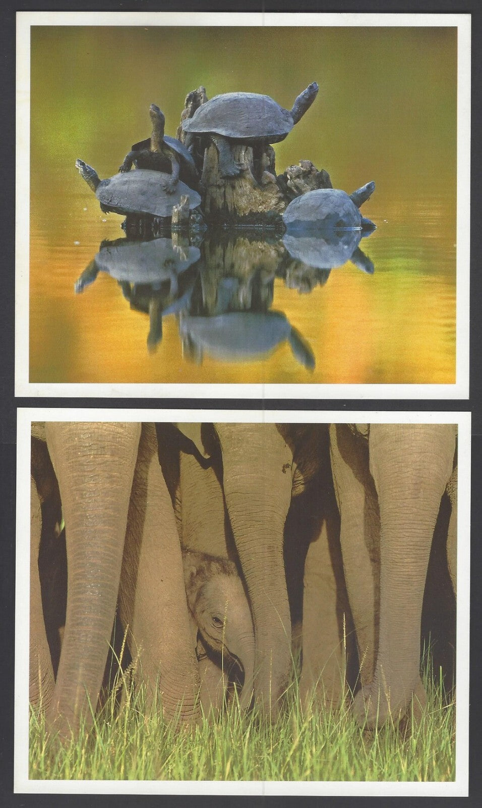 AOP India large Wildlife Art Photography postcards (8)