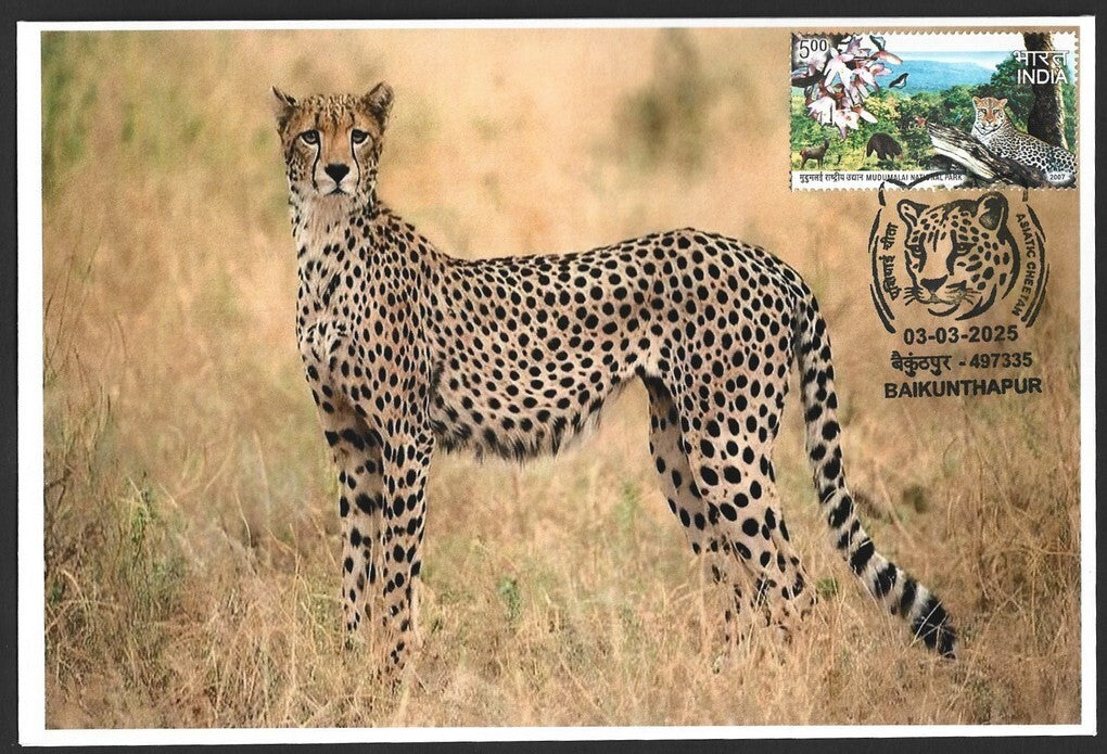 India ASIATIC CHEETAH, Baikunhapur postmark on special covers (3)