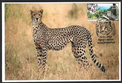 India ASIATIC CHEETAH, Baikunhapur postmark on special covers (3)
