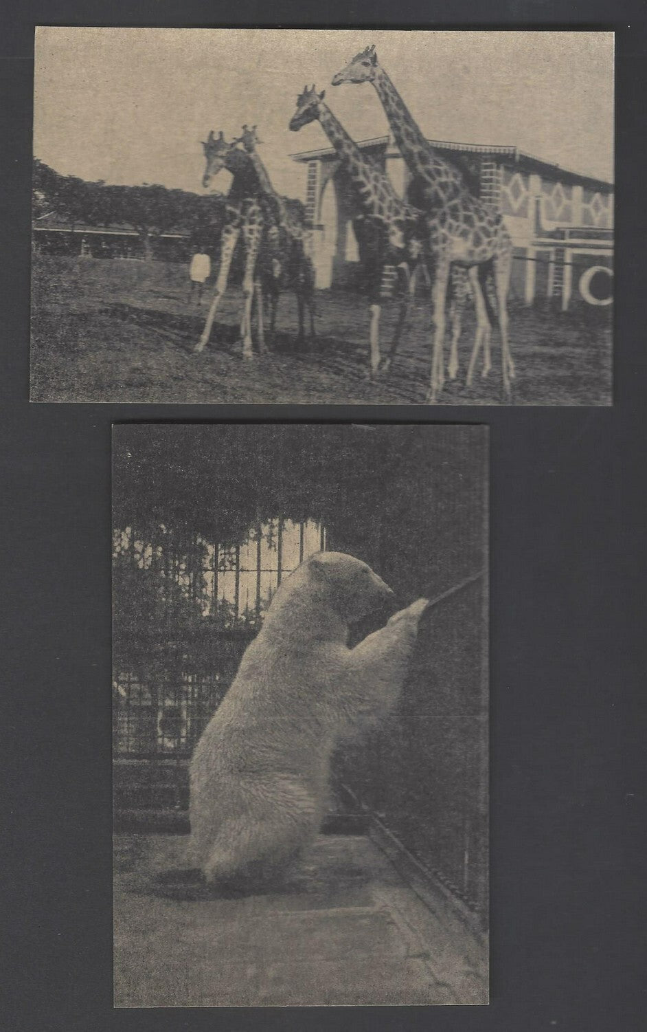 AOP India vintage postcards MYSORE ZOO (6)