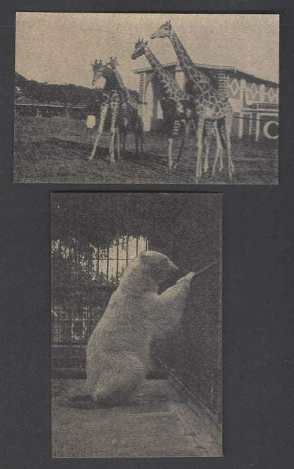 AOP India vintage postcards MYSORE ZOO (6)