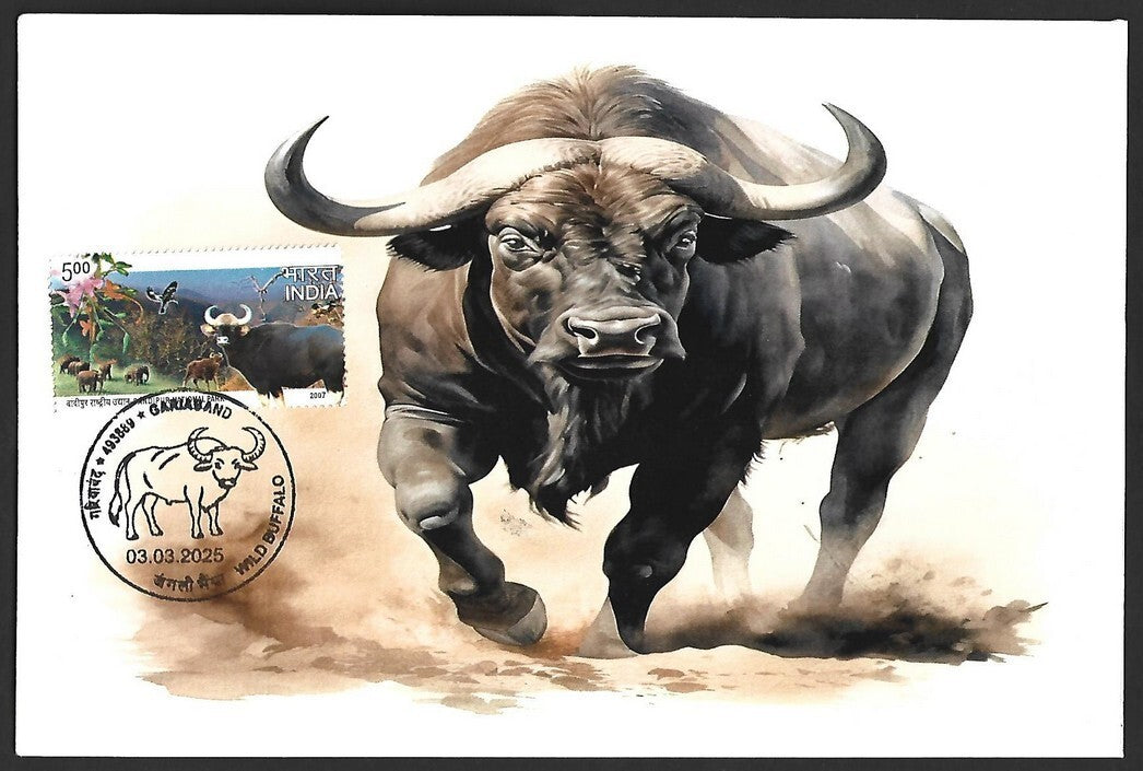 India 2025 WILD BUFFALO, GARIABAND Special covers (5)