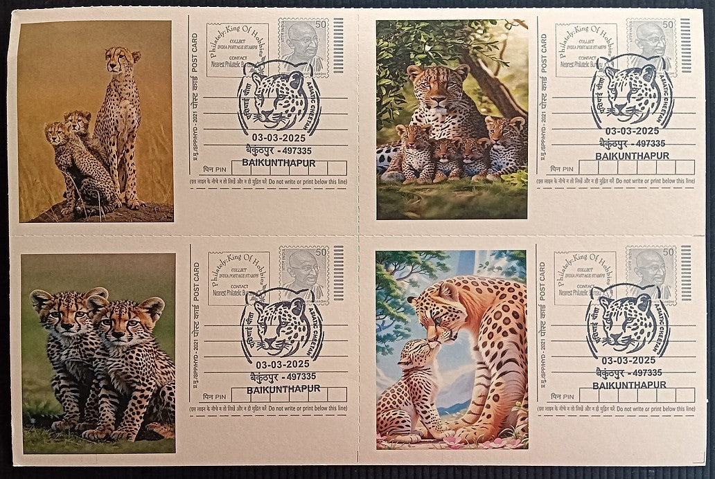 India Asiatic Cheetah group of 80 different special event postcards, Baikuntapur