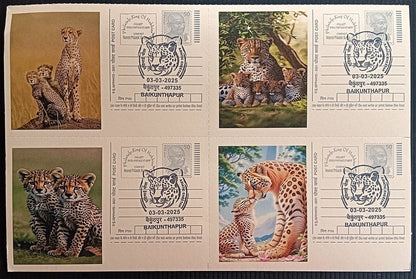 India Asiatic Cheetah group of 80 different special event postcards, Baikuntapur