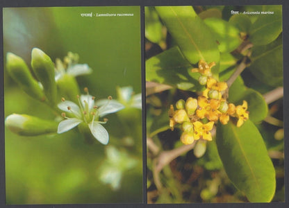 AOP India MANGROVE SPECIES OF MAHARASHTRA Postcard Pack with 10 postcards 2022