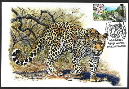 India ASIATIC CHEETAH, Baikunhapur postmark on special covers (3)