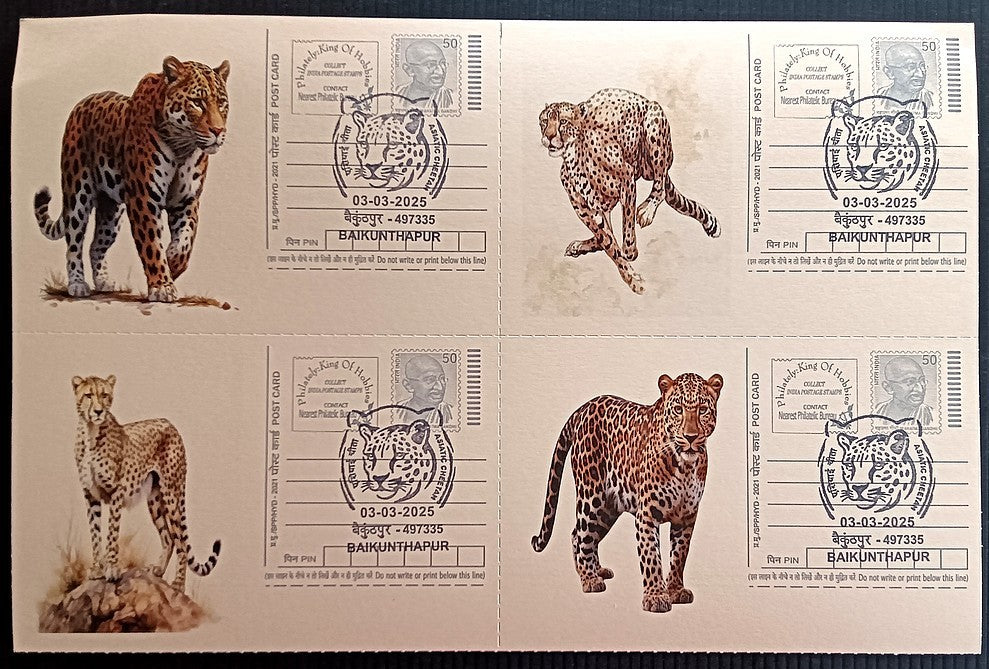 India Asiatic Cheetah group of 80 different special event postcards, Baikuntapur