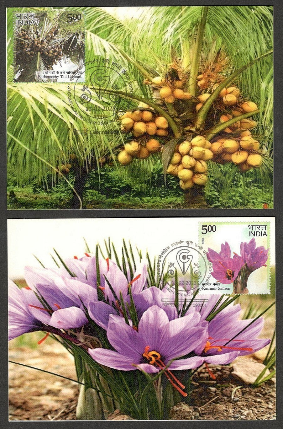 (AOP) India 2023 Indian Fruits sets of 12 maxicards