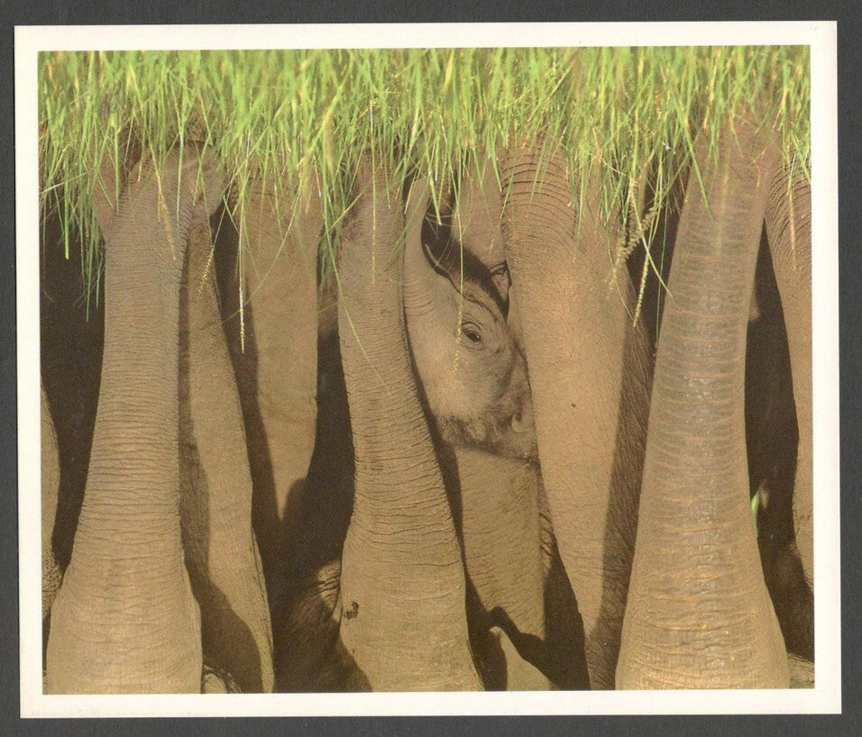 AOP India large Wildlife Art Photography postcards (8)