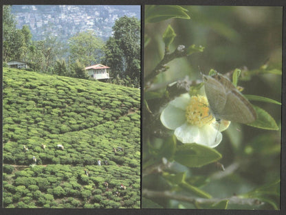 (AOP) India vintage postcards - DARJEELING (8)