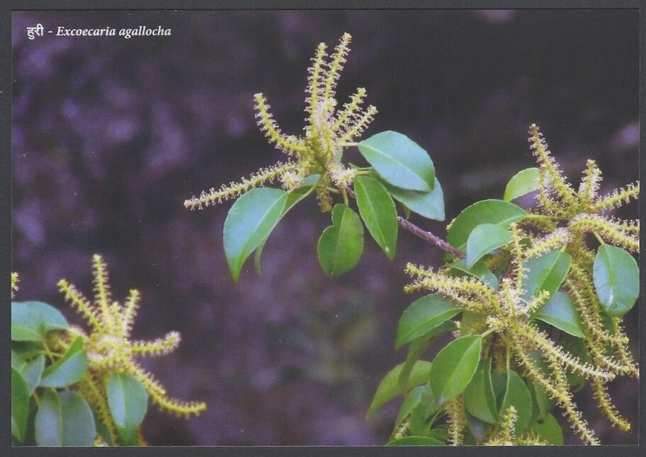AOP India MANGROVE SPECIES OF MAHARASHTRA Postcard Pack with 10 postcards 2022