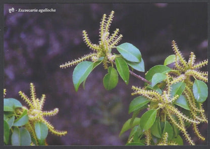 AOP India MANGROVE SPECIES OF MAHARASHTRA Postcard Pack with 10 postcards 2022
