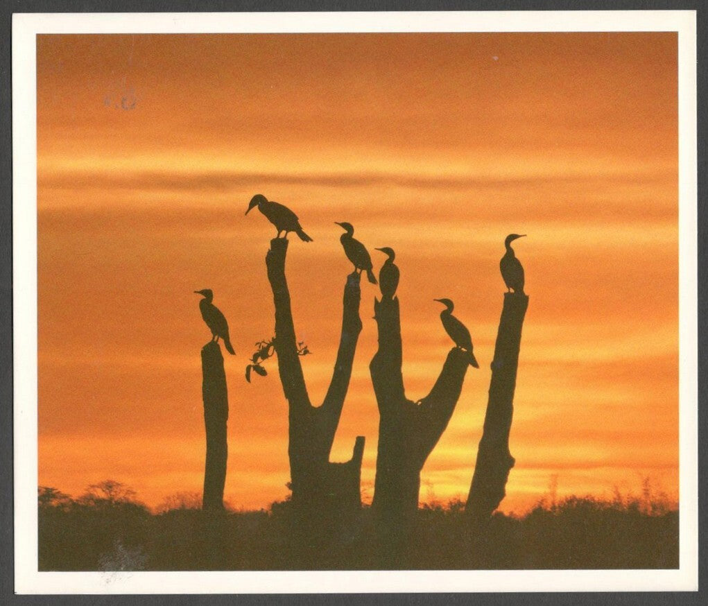 AOP India large Wildlife Art Photography postcards (8)