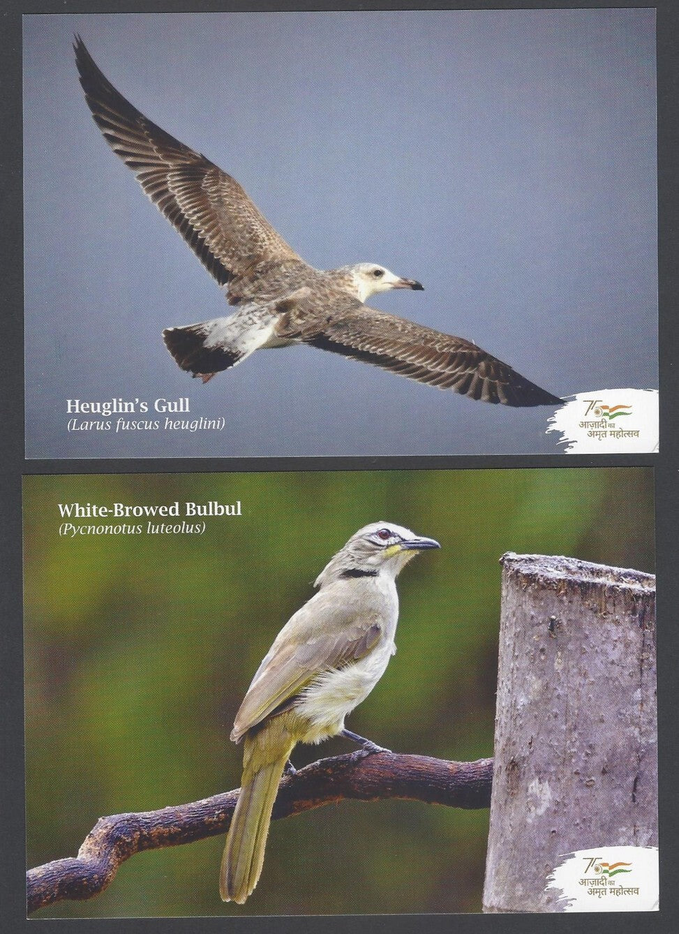 AOP India AVION DIVERSITY Postcard Pack with 10 postcards 2022