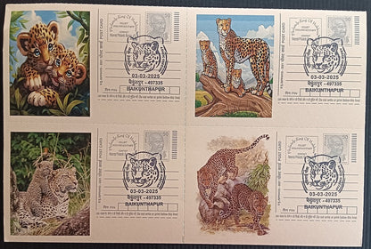 India Asiatic Cheetah group of 80 different special event postcards, Baikuntapur