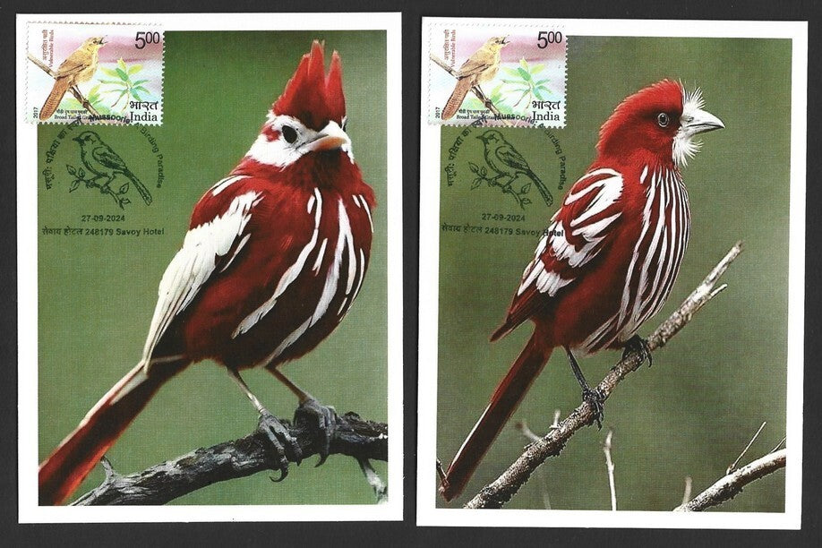 India 2024 BIRDS - COTINGA maximum cards (not first day) (3)