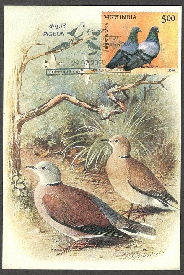 AOP India 2010 Pigeon maxi card