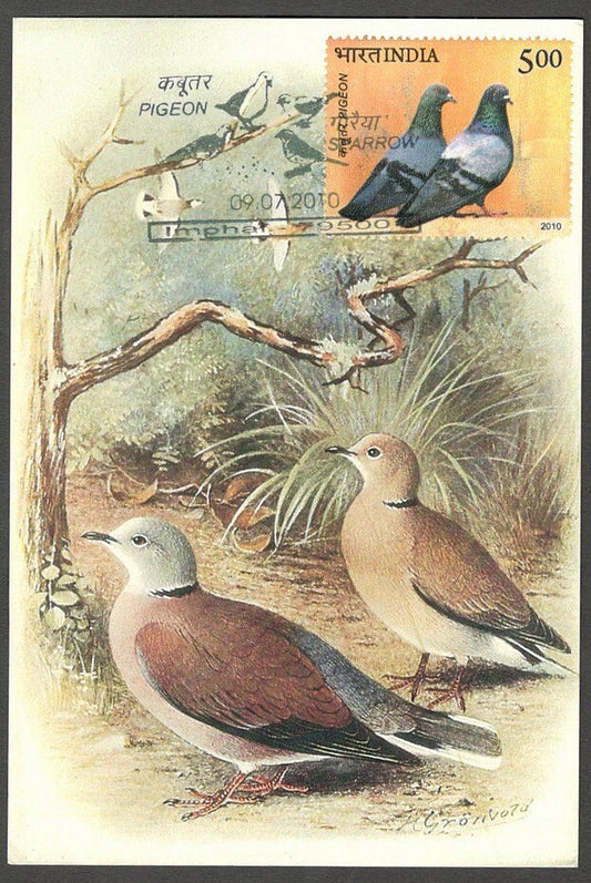 AOP India 2010 Pigeon maxi card