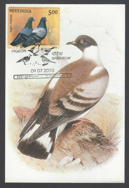 AOP India 2010 Pigeon maxi card set of 24