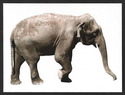 India 2023 LEMRU ELEPHANT RESERVE Special postcards (5)