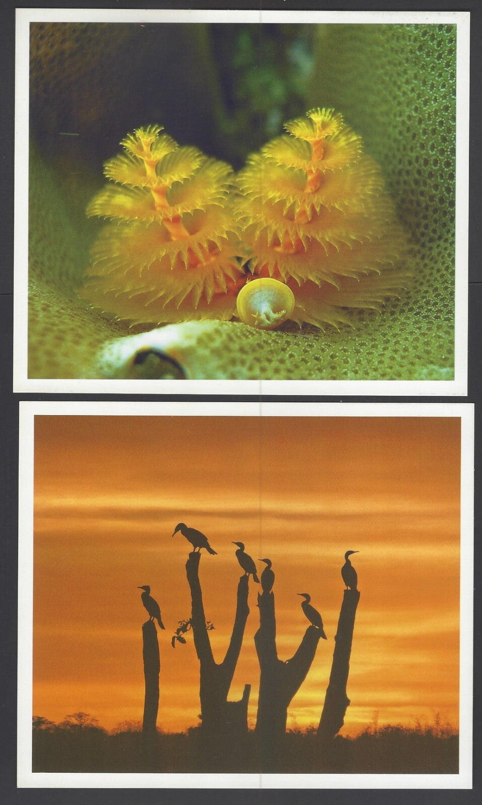 AOP India large Wildlife Art Photography postcards (8)