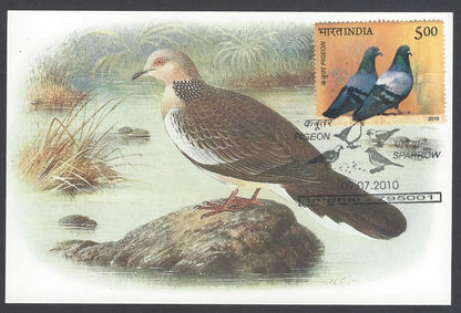 India 2008 Pigeon. The Malay Spotted Dove Maxi card