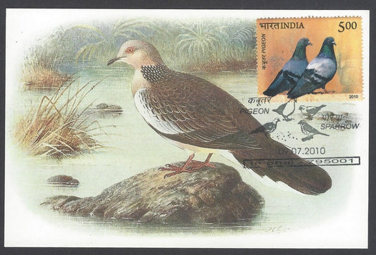 India 2008 Pigeon. The Malay Spotted Dove Maxi card