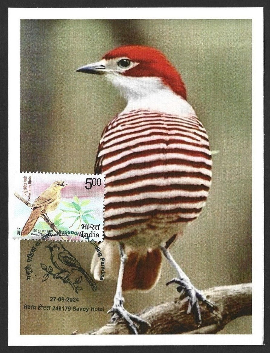 India 2024 BIRDS - COTINGA maximum cards (not first day) (3)
