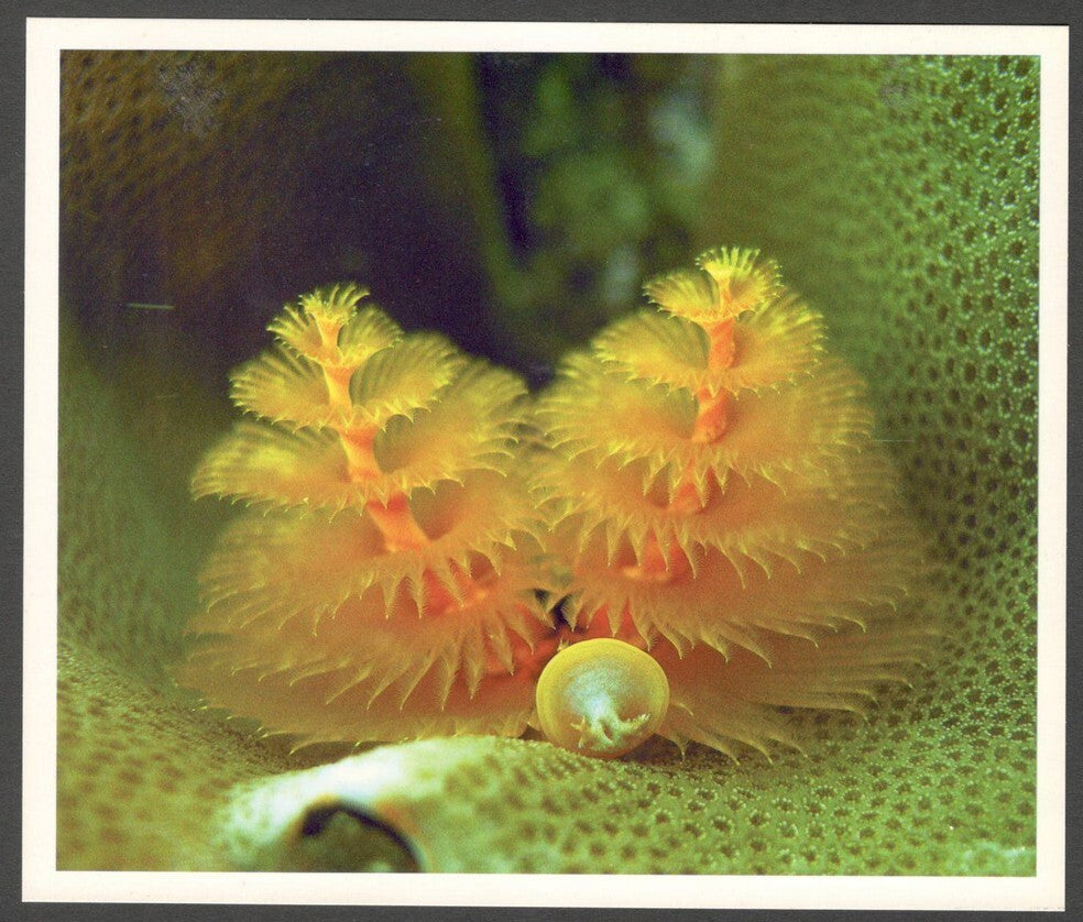 AOP India large Wildlife Art Photography postcards (8)