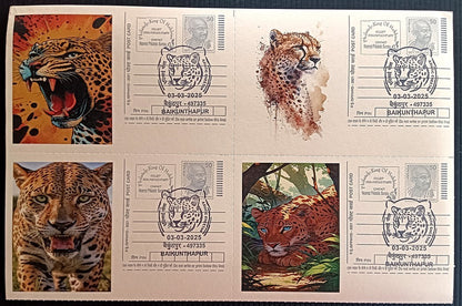 India Asiatic Cheetah group of 80 different special event postcards, Baikuntapur