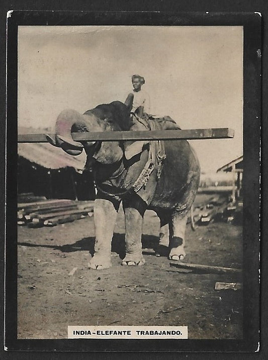 SUSINI CIGARS 1910s hand colored photographic trade card INDIA TYPICAL SCENE