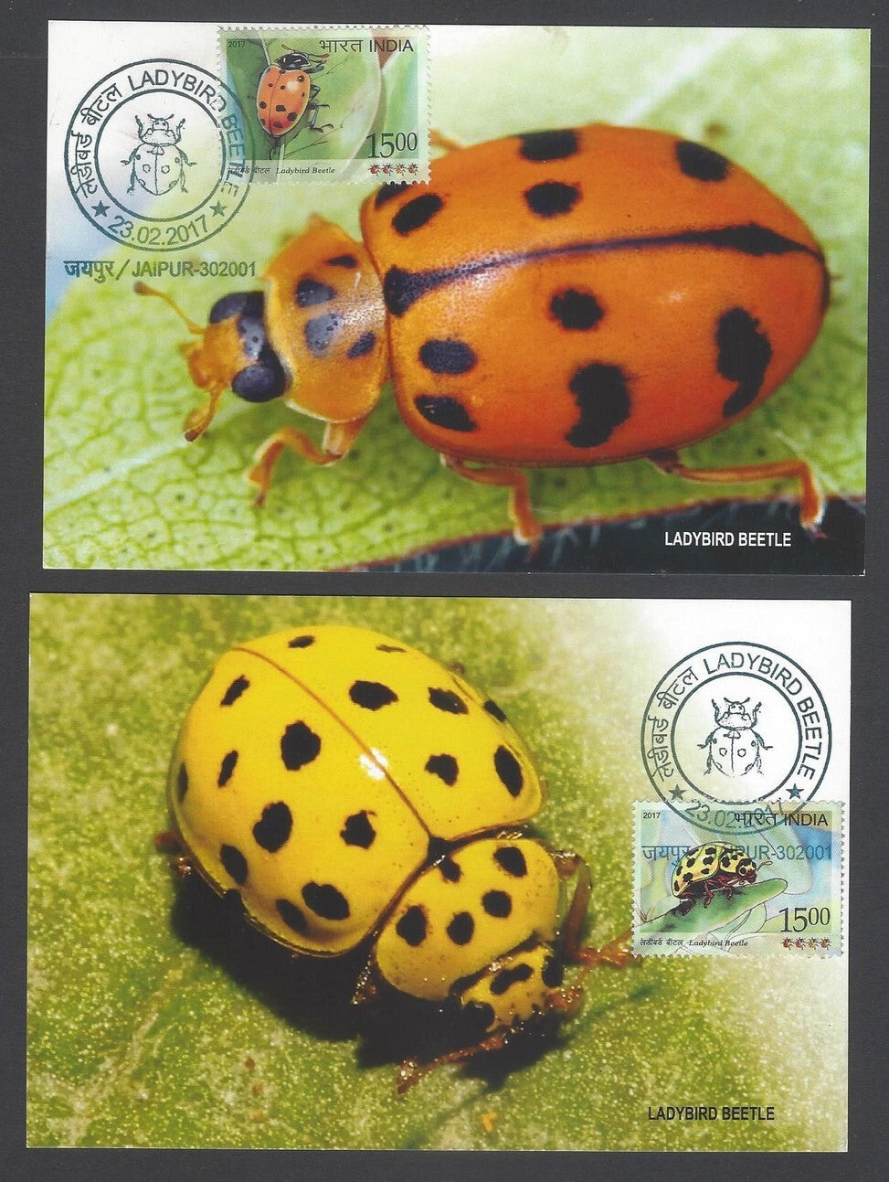 AOP India 2017 LADYBIRD BEETLE set of 4 maxicards
