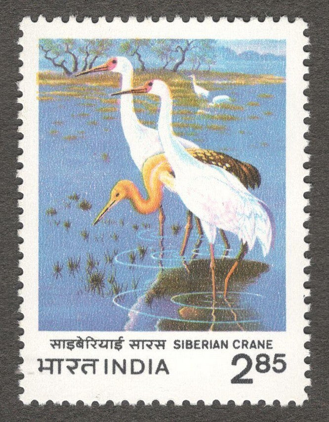 India #921 1982 Siberian Crane MNH