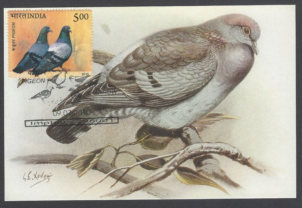 India 2008 Pigeon. The Eastera Stock Pigeon Maxi card