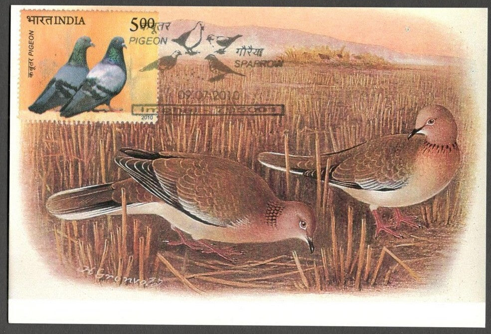 AOP India 2010 Pigeon maxi card