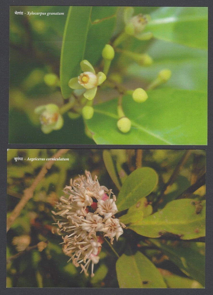 AOP India MANGROVE SPECIES OF MAHARASHTRA Postcard Pack with 10 postcards 2022