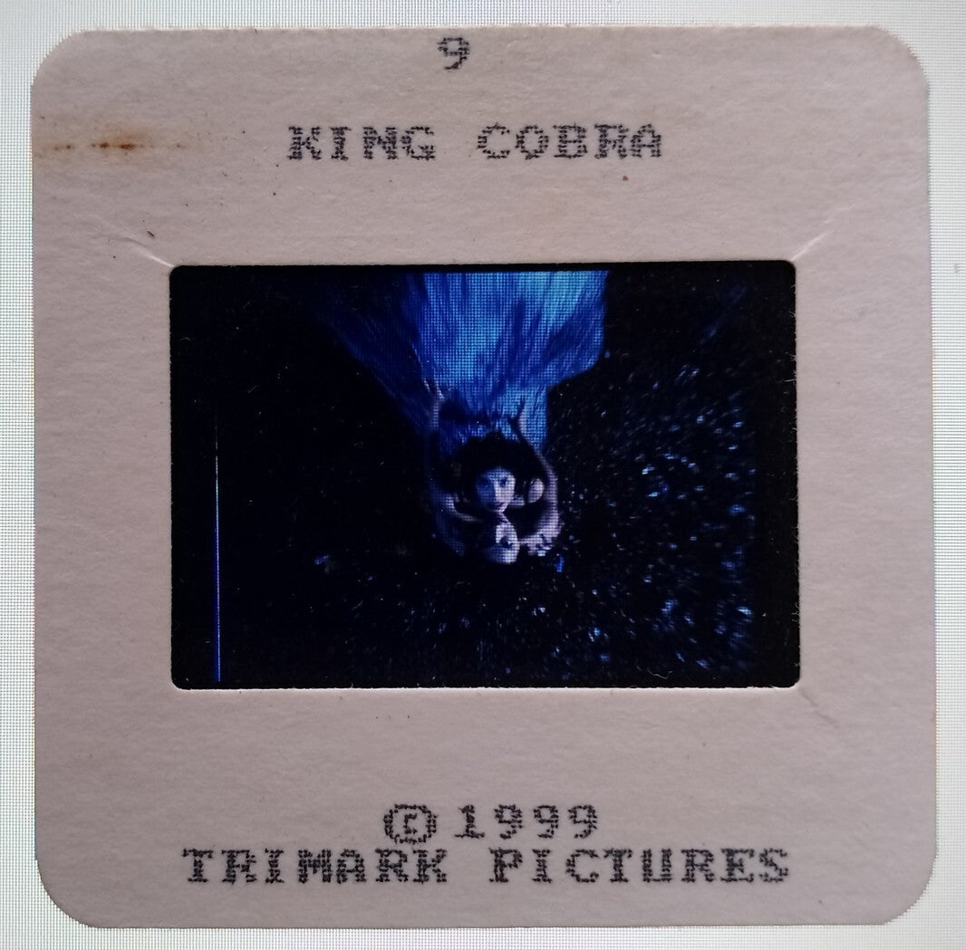 KING COBRA publicity material for India (15 slides, 9 photos, 2 negatives)