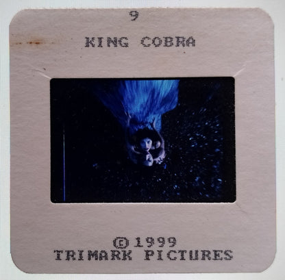 KING COBRA publicity material for India (15 slides, 9 photos, 2 negatives)