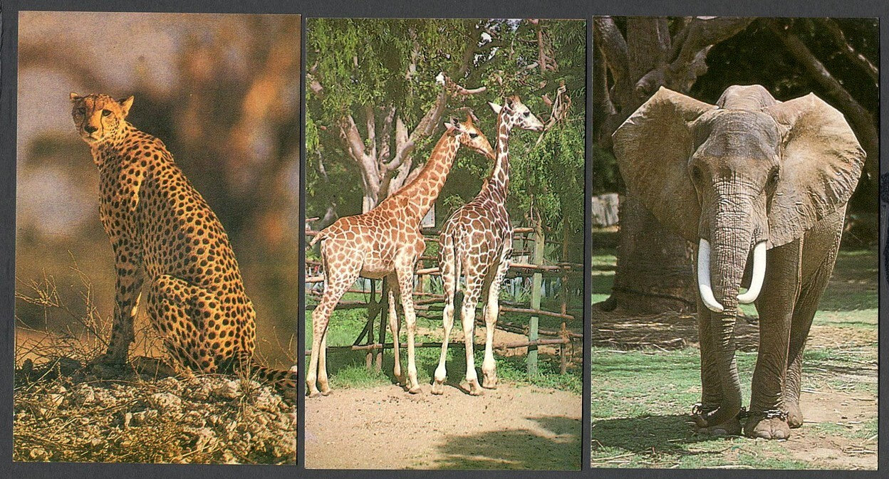 (AOP) India vintage postcards MYSORE ZOO (10)