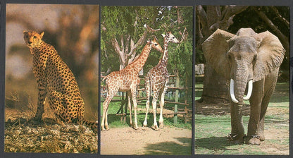 (AOP) India vintage postcards MYSORE ZOO (10)