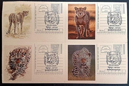 India Asiatic Cheetah group of 80 different special event postcards, Baikuntapur